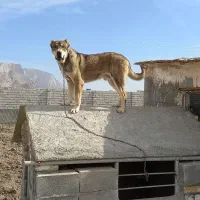 یک عدد سگ نژاد آلابای سن یک ساله