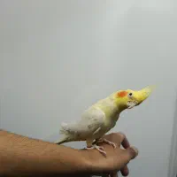 جفت عروس هلندی کار داده