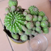 گل مینیاتور سانسوریا صخره ای