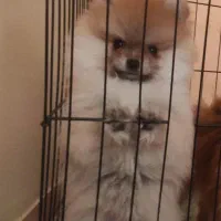 پامرانین خرسی|سگ|بندرعباس, |دیوار