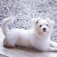 سگ از نژاد مالتیز نر اماده برای تولبد مثل