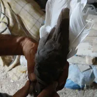 سینه دم سفید|پرنده|شیراز, شهرک گلها|دیوار