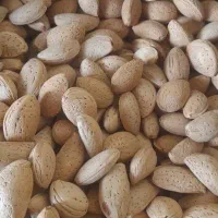 بادام تلخ|خوردنی و آشامیدنی|شیراز, عادل آباد|دیوار