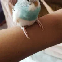 جوجه مرغ عشق ۱ماهه