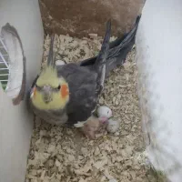 عروس با 2جوجه