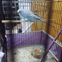 مرغ عشق|پرنده|میاندوآب, |دیوار