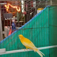 قناری نر قرمز|پرنده|اردبیل, |دیوار