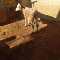 گوساله|حیوانات مزرعه|حسین آباد, |دیوار