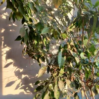 درخچه و سرسبز و بزرگ وی گلدان بزرگ و پرپشت و سرسبز|گل و گیاه طبیعی|تهران, مشیریه|دیوار