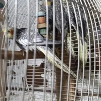 پرنده عروس هلندی|پرنده|سیاهکل, |دیوار