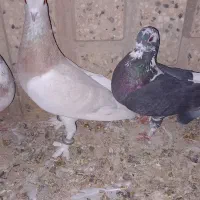 کفتر پرشی وجفتگاه|پرنده|باشتین, |دیوار