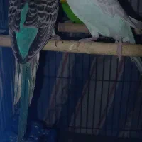 مرغ عشق|پرنده|امیدیه, |دیوار