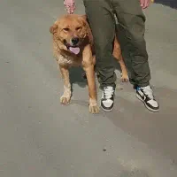 سگ پژدر|سگ|سنندج, |دیوار