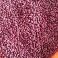 خریدوفروش حبوبات وخشکبار|خوردنی و آشامیدنی|بهمن صغاد, |دیوار