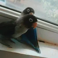 جفت طوطی برزیلی بالغ|پرنده|محمدیه-قزوین, |دیوار