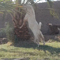 نری عالی برا داشتی وقصابی