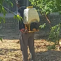 باغبانی وسمپاشی کل تهران و حومه با ضمانت و فاکتور|خدمات باغبانی و درختکاری|تهران, مهران (سیدخندان)|دیوار