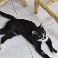 واگذاری پیشی