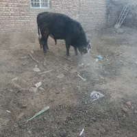 گاو نر کشتاری کیلویی 350|حیوانات مزرعه|باوله, |دیوار