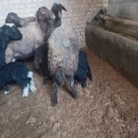 میش زاییده بره گوسفند