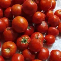 گرجه