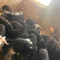 بره پای پرور میش