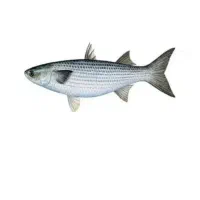 تازه تازه بار روز به روز|ماهی|آبادان, |دیوار