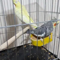 یک جفت عروس هلندی جوجه کش
