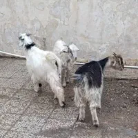 سه عدد چپیش