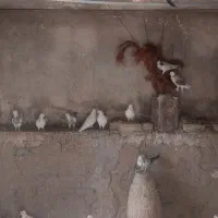 کبوترهای زیبا و جوجه درار