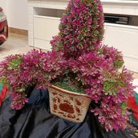 گل مصنوعی|گل مصنوعی|رشت, رشتیان|دیوار