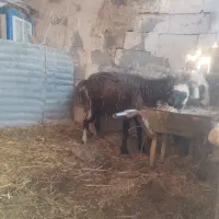 میش|حیوانات مزرعه|مرودشت, کناره|دیوار