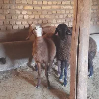 بره ماده جنس دار