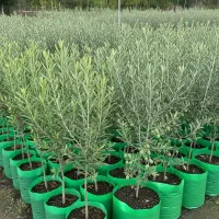 ارسال فوری نهال زیتون و پرداخت پس از تحویل|خدمات باغبانی و درختکاری|یزد, |دیوار