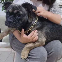 سگ فرنچ بولداگ