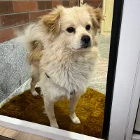 سگ پاکوتا|سگ|تبریز, |دیوار