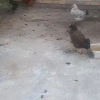 فروش مرغ و خروس|پرنده|نجفآباد, فیروزآباد|دیوار