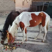 اسب ابلغ مادیان و کره