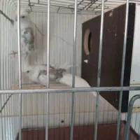 عروس هلندی|پرنده|سرپل ذهاب, |دیوار