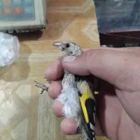 ۲ تا جوجه سهره نر
