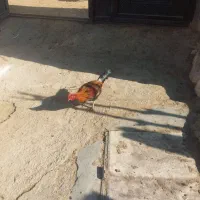 خروس کردی|حیوانات مزرعه|روانسر, |دیوار