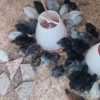 فروش جوجه مرغ نژاد اراکانا تخم آبی