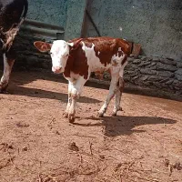 فروش گوساله نر
