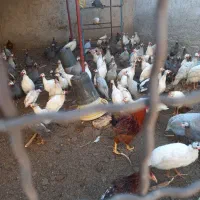 دستگاه جوجه کشی و مرغ شاخدار|حیوانات مزرعه|پیشوا, |دیوار