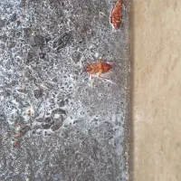 شرکت سمپاشی با مجوز رسمی ساس،کک،کنه و.. درمازندران