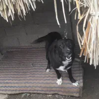 واگذاری سگ نگهبان آلابای ۱۰ ماهه