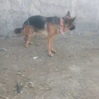 سگ ماده ژرمن پا خرگوشی تیپ 1