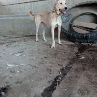 واگزاری سگ ۱۴ماهه