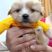 هاپو کوچولو نژاد شیتزو مالتیزو