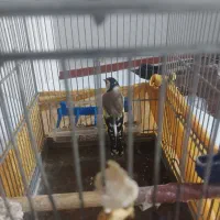 سهره سرجفتی